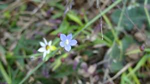 Image result for Wahlenbergia androsacea