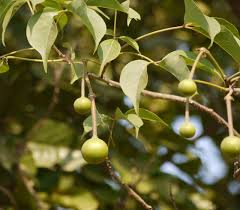 Image result for Crateva