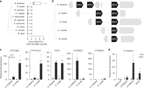Maybe you would like to learn more about one of these? Expansion Of A Core Regulon By Transposable Elements Promotes Arabidopsis Chemical Diversity And Pathogen Defense Nature Communications