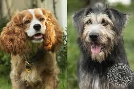 First Look at Disney's Lady and the Tramp Remake