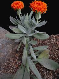 Image result for Senecio milanjianus