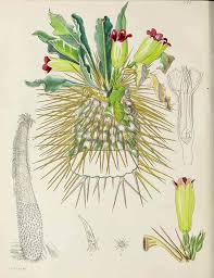 Image result for Synadenium angolense