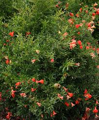 Pomegranate trees produce the incredible pomegranate fruit and have been cultivated for several millennia. Growing Pomegranates In Northern California Finegardening