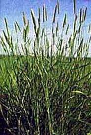 Image result for Phalaris