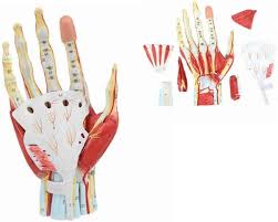 Image result for Hand Anatomy