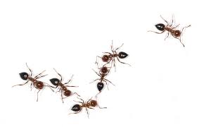 Pest control for bed bug in bangalore jaye kumar. Westchester County Bug Guys First Watch Pest Control