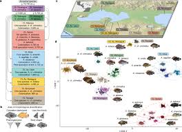 This may be reporting a low battery, a unit malfunction, an internal error, or the end while almost all carbon monoxide detectors will sound the alarm for a high level of carbon. Contrasting Signatures Of Genomic Divergence During Sympatric Speciation Nature