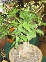 Image result for Cyphostemma congestum