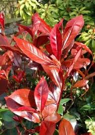 Image result for Pieris japonský bonfire obrázek