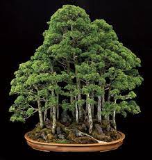 情景師アラーキー 荒木さとし on twitter bonsai forest juniper bonsai bonsai seeds