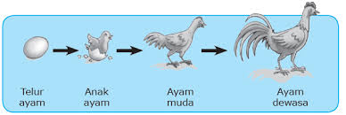 We did not find results for: 600 Gambar Pertumbuhan Hewan Ayam Terbaru Gambar Hewan