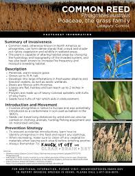 Image result for Phragmites