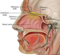 Olfactory System Wikipedia