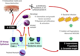 Cystic fibrosis is carried as an autosomal recessive trait by about 3% of the white population. Inflammation And Host Pathogen Interaction Cause And Consequence In Cystic Fibrosis Lung Disease Journal Of Cystic Fibrosis