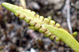 Image result for Elaphoglossum lancifolium