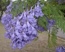 Quali tipi di alberi hanno fiori viola&quest; Jacaranda Bellissima In Fiore Consigli Utili