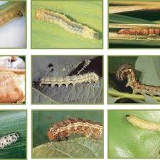 You can have a mite, but not a might, and you can be mighty, but not mitey! Nine Common Pests Of Rice Cotton And Maize That Are Controlled By Bt Download Scientific Diagram