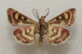 Image result for Pyrausta ostrinalis