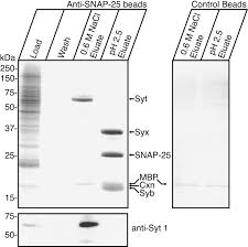 Resetting a carbon monoxide detector is perfectly safe, as long as the device hasn't reached the end of its operational life. Mechanism Of Calcium Independent Synaptotagmin Binding To Target Snares Journal Of Biological Chemistry