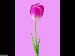 Puoi scaricare gratuitamente fiore immagini png con sfondi trasparenti dalla più grande collezione su pngtree. Foto Fiori Singoli Per Sfondi