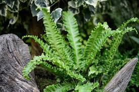Image result for Asplenium buettneri