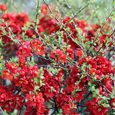 We did not find results for: Chaenomeles Japonica Sargentii Caragh Nurseries