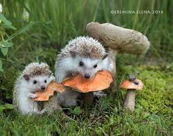 Mushroom Happiness Susse Tiere Niedliche Tiere Tiere