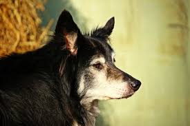 We wanted it to be peaceful at home and as stress free. Euthanasia Saying Goodbye Glade Valley Animal Hospital