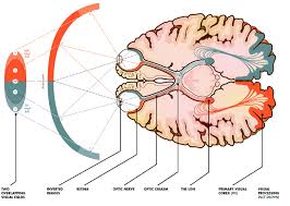 Visual Perception More Than Meets The Eye Visual Perception Additive Color Cognitive Psychology