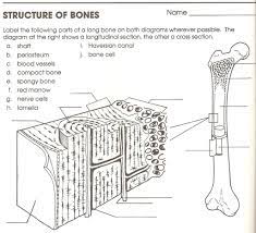Sketch and label of a cross section of a long bone. Structure Of Bones Longitudinal Section Diagram Quizlet