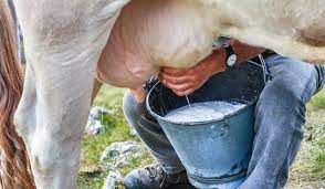 Can A Pregnant Cow Be Milked Farmhouse Guide