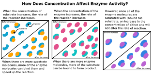 Concentration (Enzyme Reaction Rates) — Effects & Role - Expii
