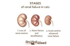 If you're involved in heavy substance abuse and don't lead a healthy lifestyle, your stage 3 kidney disease is when the renal problems symptoms and signs show up. How Long Does A Cat With Kidney Failure Live Life Expectancy Factors