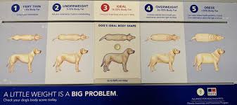 768 likes · 72 talking about this · 38 were here. Highland Pet Hospital And Wellness Center Blog