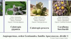 Image result for Clitandra cymulosa