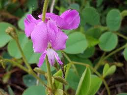 Image result for Tephrosia acaciifolia