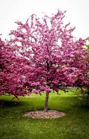 Crabapple tree flower color is dependent on the variety and this ornamental tree has bright pink almost purple blooms. Buy Robinson Crab Apple Trees Online The Tree Center