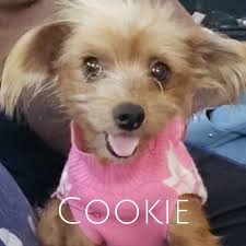 Maybe you would like to learn more about one of these? Meet Cookie She S One Tough Cookie The Animal League