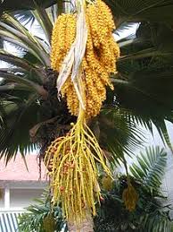 Check spelling or type a new query. Pritchardia Wikipedia