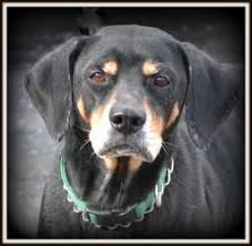 Black And Tan Coonhound Puppies For Sale In Ohio Adopt Pepper Urgent On Dog Pounds Dog Sounds Rottweiler Dog