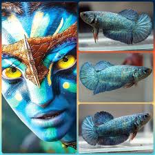 Live Betta Fish Rare Avatar Hmpk Halfmoon Plakat Female Pp085 Betta Fish Betta Fish Pet