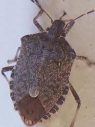 Check spelling or type a new query. Stink Bug Season Begins Here S How To Get Rid Of Them Wztv