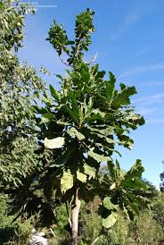 Image result for Anthocleista