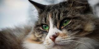 @matlaga ubat sakit mata kucing, petua org dulu #cat #fyp #foryoupage #tiktokmalaysia 8 Cara Mengobati Sakit Mata Pada Kucing Yang Ampuh Pintarpet