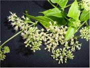 Image result for Grewia micrantha