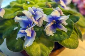 Image result for Gesneriaceae