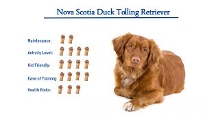 Developed in the 19th century to lure, toll and retrieve waterfowl, this energetic breed is an ideal companion for active families. Nova Scotia Duck Tolling Retriever Everything You Need To Know At A Glance