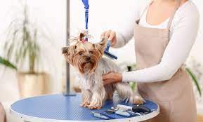 Come visit us at whole pet wellness center and appreciate our calming atmosphere. Pet Lounge Veterinary Clinic Up To 55 Off Dubai Groupon