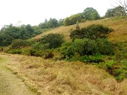 Image result for Pneumatopteris unita