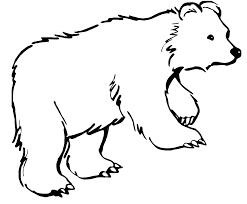 Disegni Da Colorare Orso Bianco Migliori Pagine Da Colorare E